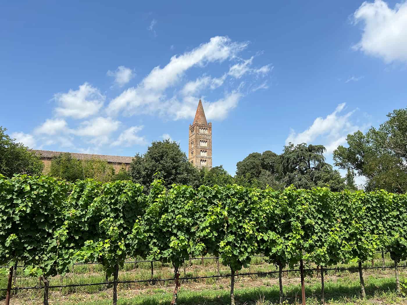 vigneto dell'azienda agricola Corte Madonnina