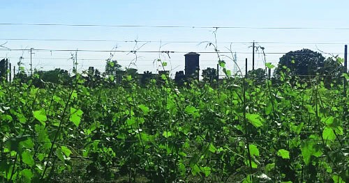 il vigneto dell'azienda agricola Gennari Roberto