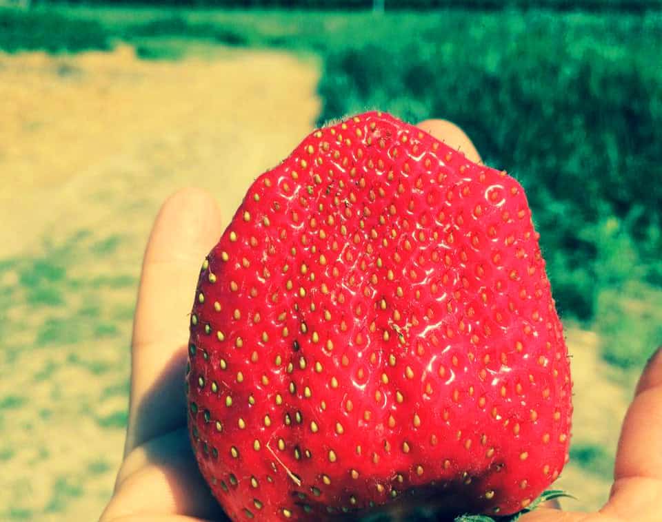 una fragola coltivata dalla società agricola Molesini